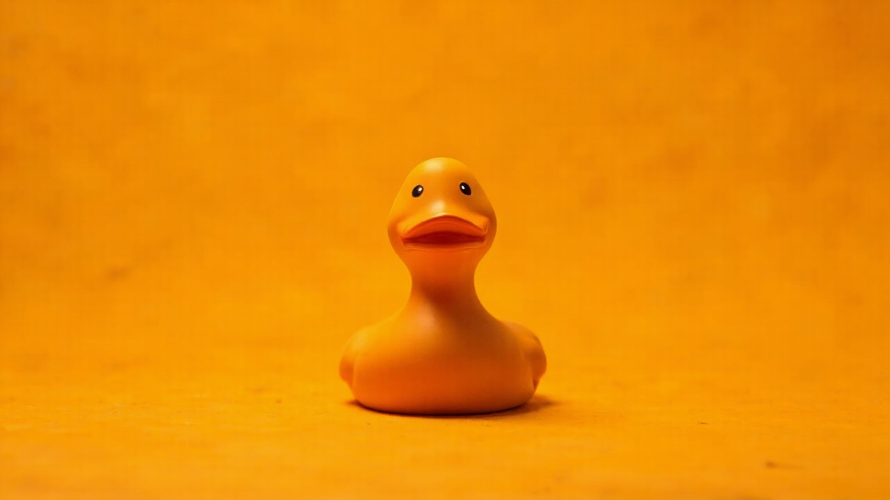 Five Quacktory ducks on a shelf, from thumb-sized Micro to lobby-scale Architect